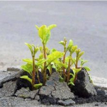 plant-growing-in-pavement