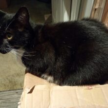 Cat2