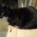 Cat2