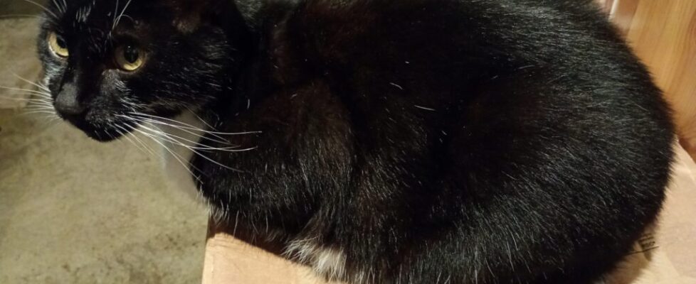 Cat2